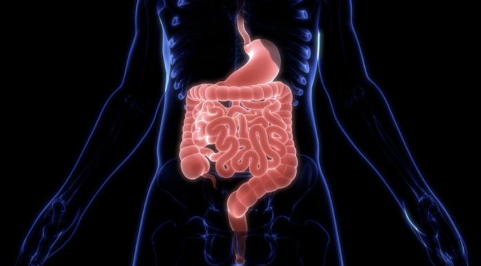 What You Need to Know About Gut Health